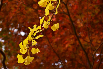 モミジの中のイチョウ