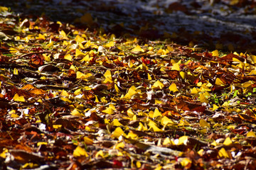最後に落ちたイチョウの葉