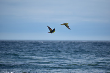 Fototapeta na wymiar 海岸を飛ぶ二羽のアオバト