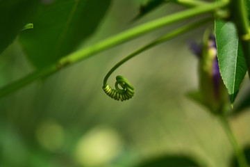 トケイソウのツル