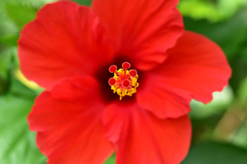 正面から見たハイビスカス