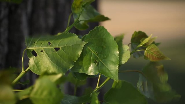 Close up shot of green leaves swaying in the wind with blurred background on a sunny day