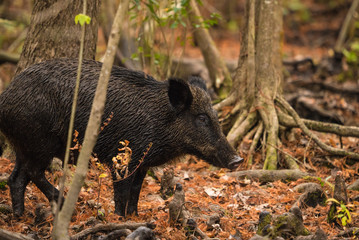 a young female wild boar or feral pig in the swamp.