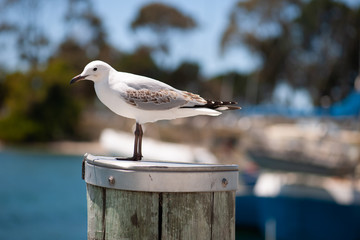 seagull on post at Wharf in Tasmania 