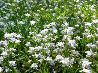 japanese iris in imperial palace's east garden at tokyo