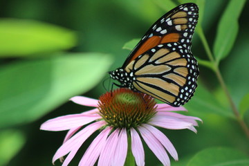 Obraz premium butterfly on flower