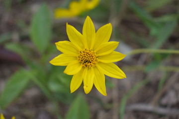 yellow flower