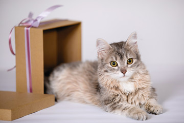 Cute cat in brown box.