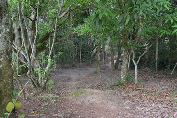 trees in the forest