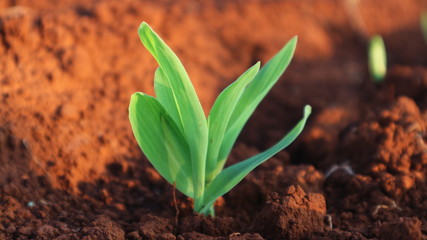 Corn seedlings with sunlight Thailand