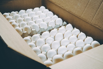 Obraz premium egg factory plant agriculture poultry chicken farm
