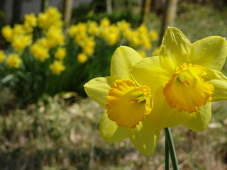 Obraz premium 竹林と水仙の風景をぼかして右にラッパスイセンをクローズアップ／Narcissus