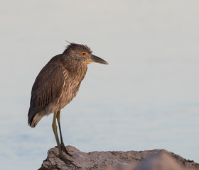 Yellow-crowned Night Heron  (Nyctanassa violacea)