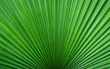 Fototapeta premium Close-up of green palm leaf striped line and textured