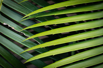 Fototapeta na wymiar Close-up of green palm leaf striped line and textured