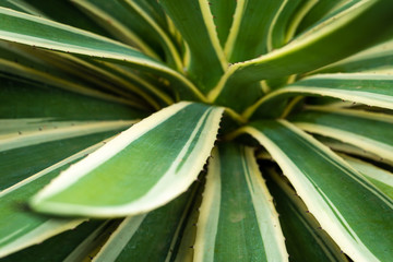 Close-up of Agave Americana variegated desert cactus