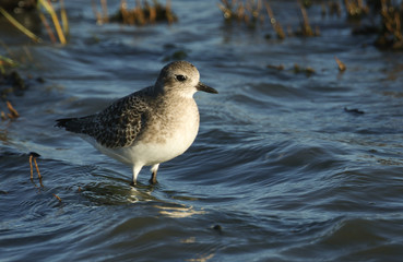 A beautiful Grey plover (Pluvialis squatarola) standing in the sea at high tide.
