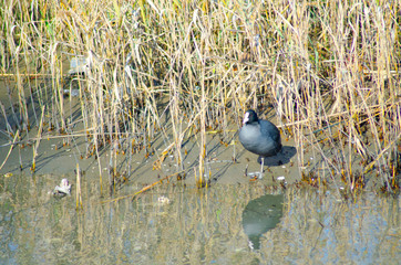 谷津干潟の水鳥