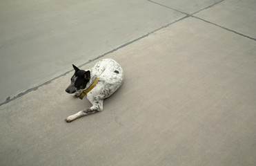 Lonely dog sit on the floor