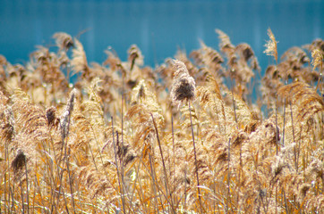 Fototapeta premium すすき