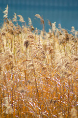 Fototapeta premium すすき