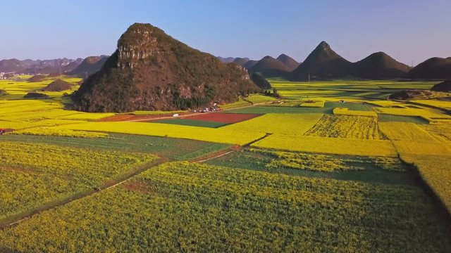 Aerial view drone flight above yellow rapeseed (canola) flower field in spring, Luoping, China