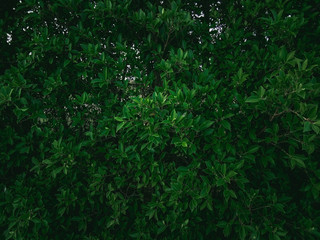 Dark green leaves nature background, fresh, environment, tropical, ecology, spring. space for your design or text. product display