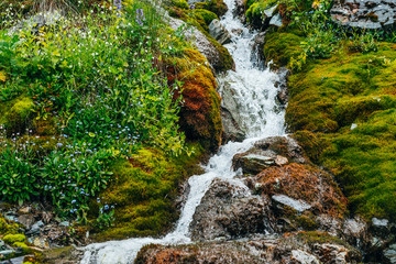 Scenic landscape with clear spring water stream among thick moss and lush vegetation. Mountain creek on mossy slope with fresh greenery and many small flowers. Colorful scenery with rich alpine flora.