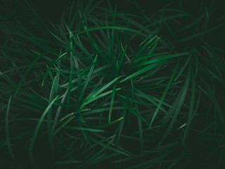 Dark green grass nature background, fresh, environment, tropical, ecology, spring. space for your design or text. product display