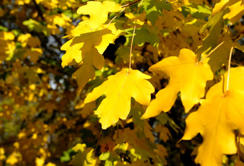 Autumn yellow leaves