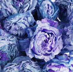Fototapeta na wymiar dry flowers roses pattern background close up full frame. classic blue color toned. top view. low key style. interior poster