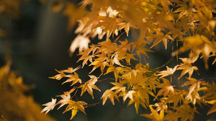 日本の秋　紅葉風景