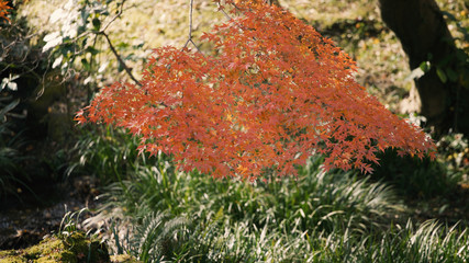 日本の秋　紅葉風景