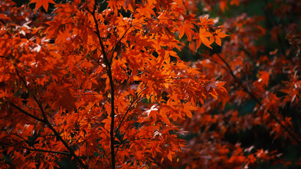 日本の秋　紅葉風景