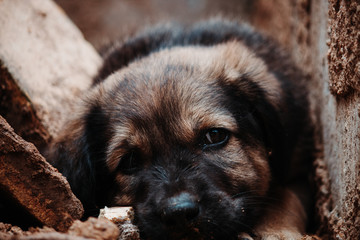 Closeup shot of a puppy sleeping