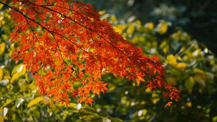 日本の秋　紅葉風景