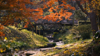 日本の秋　紅葉風景