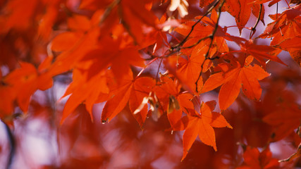 日本の秋　紅葉風景