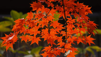 日本の秋　紅葉風景