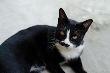 Black cat, white belly, green eyes
