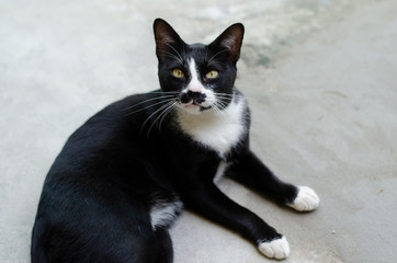 Black cat, white belly, green eyes