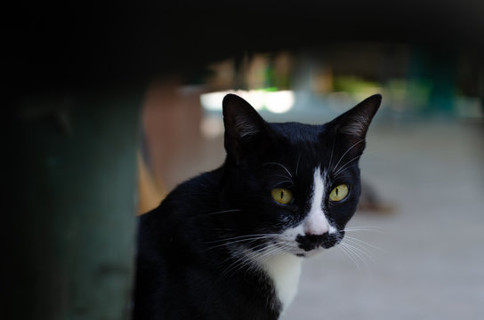 Black cat, white belly, green eyes