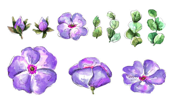 set of watercolor hand drawn illustration with lilac purple wild rose flowers and eucalyptus leaves isolated