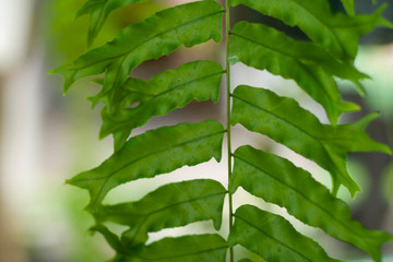 green leaves with blur background