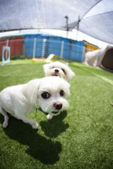 Fun puppies in a private playground	