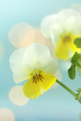 Spring flowers.Pansy flowers on a  blue background. Yellow flowers on a blue background. Delicate floral light background.
