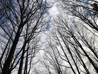 tree in the sky