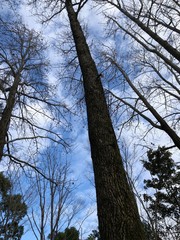 trees and sky