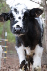 Black and white holstein bull calf
