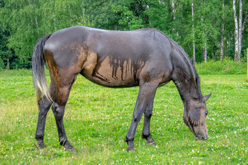 Naklejka na ściany i meble Brown horse grazing in the rain in a forest clearing on a summer day